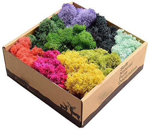 Musgo de reno preservado de 7 onzas, decoración de pared, musgo preservado de 200 g, musgo fresco eterno para decoración del hogar (color surtido)