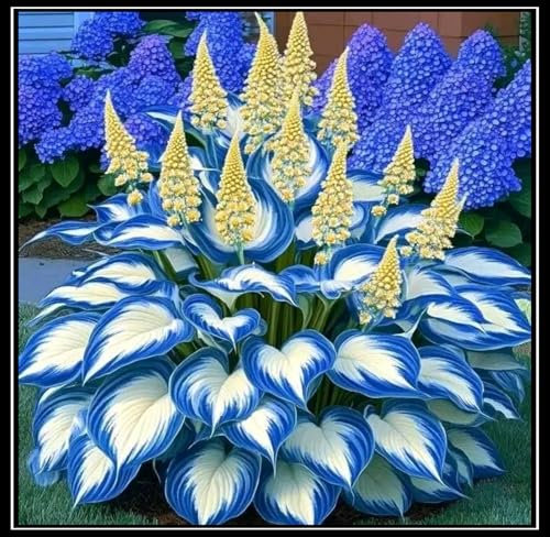 Hosta Bulbs Live, Hosta Plants for Sale, Perennial, Easy Plant, Ornamental Flowers, Wedding Flowers, Bulbs Mix, 4bulbs-f