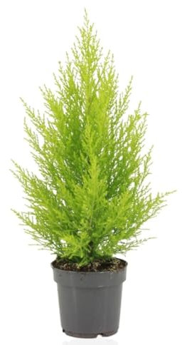Cupressus Macrocarpa Goldcrest Wilma - 45-55cm - Ø14cm - Pianta d'appartamento - Sempreverde