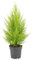 Cupressus Macrocarpa Goldcrest Wilma - 45-55cm - Ø14cm - Pianta d'appartamento - Sempreverde