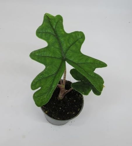 florari Alocasia Jacklyn / Jacklyn Elefanenohr, Pfeilblatt