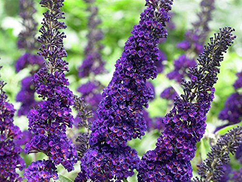 Sommerflieder Black Knight 60-80cm - Buddleja