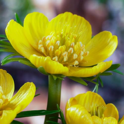 Winterling Eranthis cilicica Zwiebeln - 50 Blumenzwiebeln Mehrjährig Winterhart - Frühlings Goldbecher - Bodendecker - Echte Pflanzen aus Holland - Für Garten und Steingärten (keine Samen)