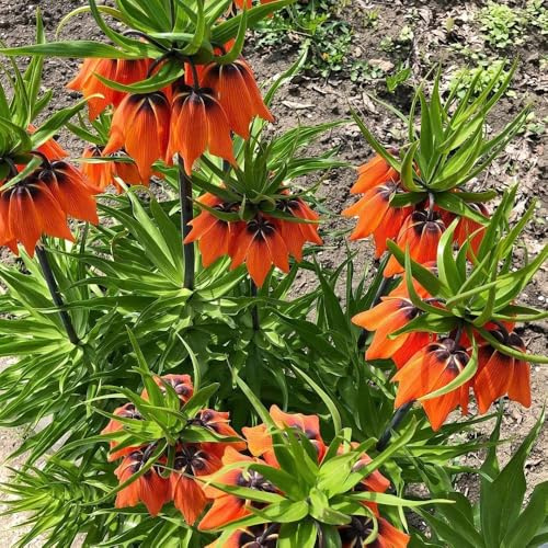 2zwiebeln fritillaria, kaiserkronen blühwiese mehrjährig, zimmerpflanzen blumenzwiebel, wildbalkonblumen winterharte kübelpflanzen, balkon deko wohnzimmer