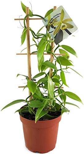 Fangblatt - Vanilla planifolia - die echte Vanille Orchidee als zauberhafte Zimmerpflanze - nützliche Dekoration für Küche und Bad