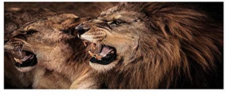 Tulup Impression sur Verre 125x50 cm Image Tableau Photo décorative panoramique pour la Cuisine et Le Salon - Animaux - Lions Rugissants - Brun
