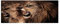 Tulup Impression sur Verre 125x50 cm Image Tableau Photo décorative panoramique pour la Cuisine et Le Salon - Animaux - Lions Rugissants - Brun