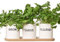Dibor Indoor Herb Planters Tray Set of 3 White Ceramic Kitchen Windowsill Plant Pots Wedding Anniversary Houseplant Autumn Gift Idea