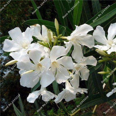 SwansGreen 2: Nerium Oleander Samen Seltene Bonsai Topfpflanze Vier Jahreszeiten Schöne Staude Blumen DIY Hausgarten-Dekoration Pflanzen 100 PCS 2