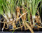 PLAT FIRM GERMINATIONSAMEN: Kren Starter Pflanzen für Ihren Garten