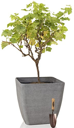 Primrose Square Volcanic Grey Stone and Resin Composite Planter Frost Resistant & Lightweight 43cm (16.9in)