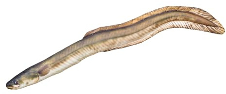 GABY Fish Pillows - Kissen - Europäischer Aal - 115 cm