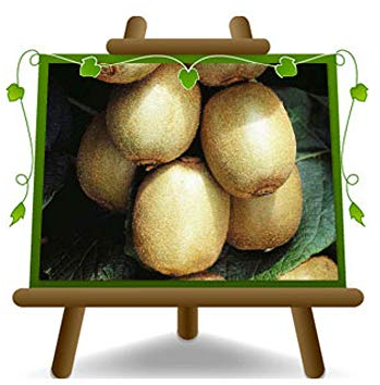 Actinidia - Kiwi variété Hayward - Femelle - Plante fruitière sur 20 pots - max arbre 160 cm - 2 ans