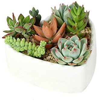 JHNIF Kakteen in Herzform, reinweiße Keramik, Sukkulenten.