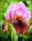 Iris bulbos bulbos de iris bulbos de flor iris iris germanica bulbos
