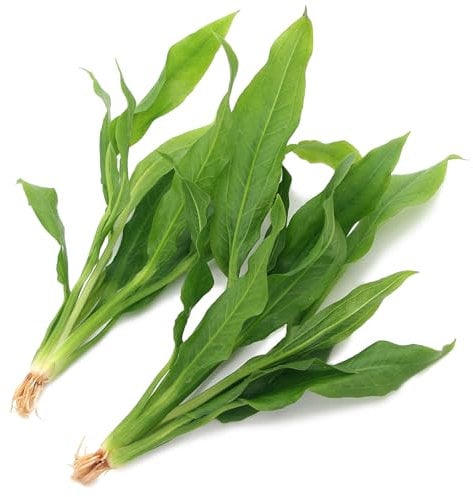 2 x Large Echinodorus Amazonicus Live Aquarium Plant Amazon Sword for Aquascaping Freshwater Tropical Tank Decoration Easy Care K2AQUA