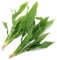 2 x Large Echinodorus Amazonicus Live Aquarium Plant Amazon Sword for Aquascaping Freshwater Tropical Tank Decoration Easy Care K2AQUA