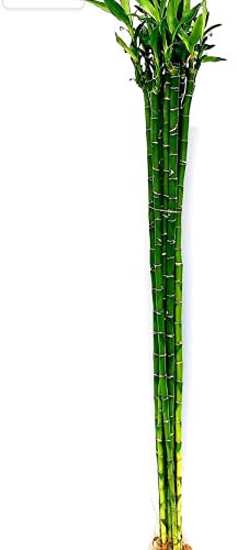 POWERS TO FLOWERS - LUCKY BAMBOO ALTEZZA 100CM, 9 PEZZI, piante vere