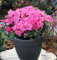 Buxsartige Japanische Azalee Anouk 15-20cm - Rhododendron obtusum - Zwerg Alpenrose - Gartenpflanze