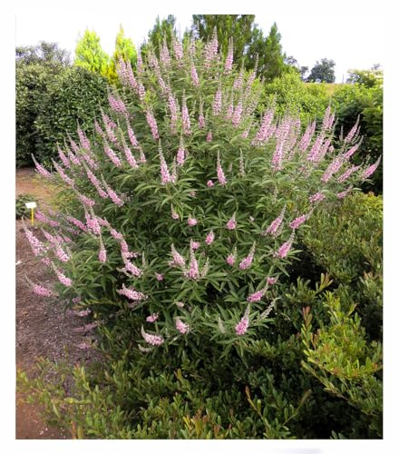 BALDUR Garten 1x Mönchspfeffer 'Galactic Pink®', Pflanze im 9x9 cm-Topf | extrem lange Blütezeit, erinnert an Sommerflieder, winterhart, trockenheitsverträglich