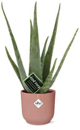 Aloe Vera in Vibes Fold rosa - 30-40cm - Ø14cm - Zimmerpflanze - Immergrün - Kakteen und Sukkulenten