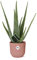 Aloe Vera in Vibes Pieghevole rosa - 30-40cm - Ø14cm - Pianta d'appartamento - Sempreverde - Cactus e piante grasse