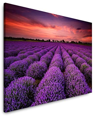 Paul Sinus Art Lavendel 120x 80cm Inspirierende Fotokunst in Museums-Qualität für Ihr Zuhause als Wandbild auf Leinwand in