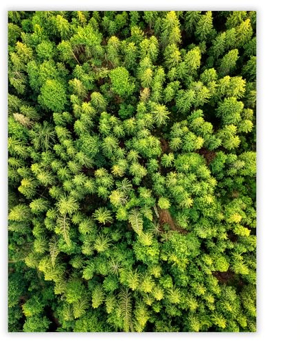 SMTDeco Herdabdeckplatte 40×52 cm – Mehr Arbeitsfläche, Spritzschutz & Schneidebrett – ESG Glas, kratzfest – für Induktion/Ceranfeld – 1-teilig, Motiv Wald Grün