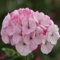 Lot de 80 graines de géranium rose clair fraîches