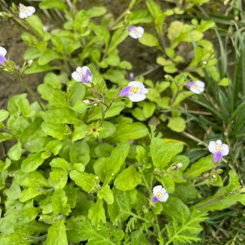 400 pcs Bodendecker Mazus Reptans Samen, kräuter samen, bonsai samen, gartendeko für draußen Lippenmäulchen Pflanze, bodendecker winterhart mehrjährig samen herbs topfpflanzen draußen