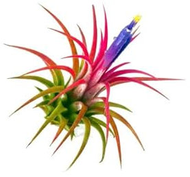 Tillandsia Roja DECOALIVE Planta del Aire Natural No Necesita Tierra