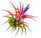 Tillandsia Roja DECOALIVE Planta del Aire Natural No Necesita Tierra