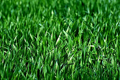 1Kg Organic Grass Seed for a 100% Organic Hard Wearing Lawn
