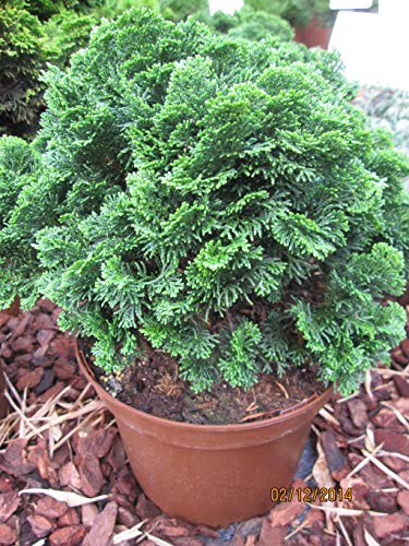 Chamaecyparis obtusa Nana Gracilis - Zwergige Muschelzypresse - 25-30cm