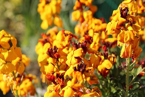 Goldlack (Cheiranthus cheiri) Samen. Heilpflanze, Duftpflanze, Mauerblume (20000 Samen = 22,0g)