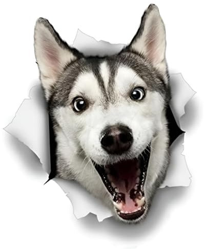 Autoaufkleber Lustig Husky Aufkleber 15cm(5.9 Inch) Husky Car Sticker Lustig 3D Zerrissen Autoaufkleber Personalisiert Hund Reflektierende Aufkleber Stoßstange Autofenster Wasserdichte Lustig Dekor