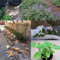 Portal Cool 10G / Bag Catnip Semi Nepeta Cataria Catmint Cat Spearmint piantare i Semi Della pianta Bulk