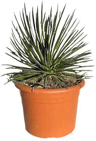 Agave Geminiflora. Garden Talamonti.