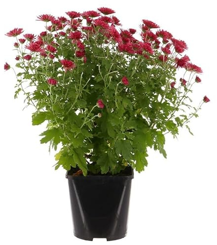 Chrysanthemum Rose - 2L Pot Bedding (Live Plants)