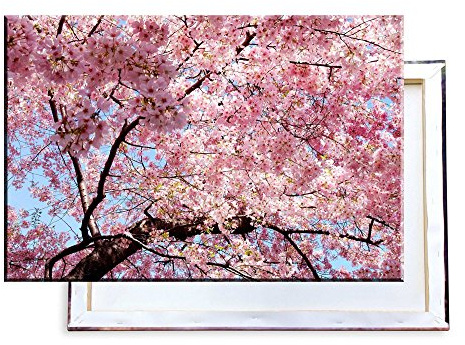 Unified Distribution Rosa Kirschblüten Japan - 120x80 cm - Bilder & Kunstdrucke fertig auf Leinwand aufgespannt und in erstklassiger Druckqualität