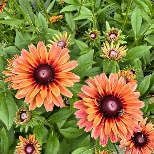 300 pcs Sonnenhut Samen Winterhart Mehrjährig, wildblumensamen topfpflanzen Rudbeckia laciniata, bonsai topf balkonpflanzen blumensamen seeds dekoration wohnzimmer flowers blumendeko