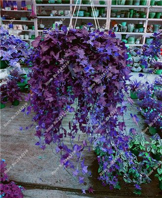 Piante rampicanti seme raro Parthenocissus tricuspidata Seed Casa Giardino delle piante ornamentali Four Seasons Fiore 60 pc / sacchetto 16
