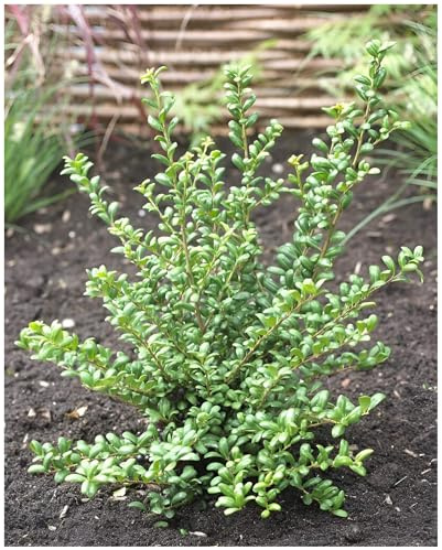 Stauden Gänge 100 x Ilex crenata 'Convexa' Löffel-Ilex winterhart | Immergrüner Buchsbaum-Ersatz für Hecke und Formschnitt, mehrjährig, winterhart, schnittverträglich, 9x9 cm Topf