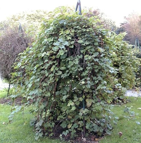 Wilder Wein 100-125cm - Parthenocissus inserta
