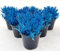 POWERS TO FLOWERS - LAVANDA COLOR LIFE BLU, 6 PIANTE, VASO 14CM DIAMETRO, piante vere
