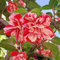 15 pcs Oleander Samen - nachhaltige geschenke für frauen Oleander Baum Winterhart Samen - blumenwiese samen bäume Blumensamen Bienenwiese, Mini Gewächshaus Fensterbank pflanztopf bäume