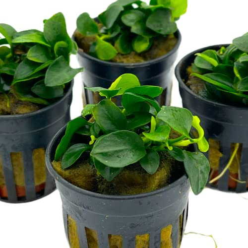 WaterPlants Anubias nana petite, Wasserpflanze, Aquarium Pflanze Anubias, Kleine Anubias im Topf