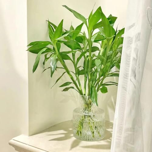 20 pcs glücksbambus kaufen samen topf pflanze gartenpflanzen winterhart mehrjährig Dracaena sanderiana, immergrüne pflanzen winterhart wanddeko pflanzen exotische zimmerpflanzen kübelpflanzen