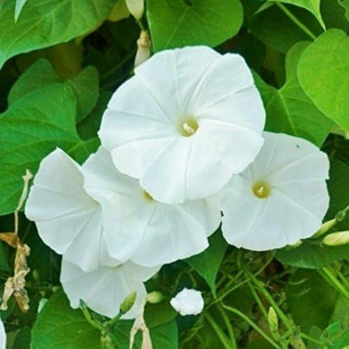 SEMI FIORI PIANTA RAMPICANTE CAMPANELLA IPOMEA BIANCA GAZEBO AIUOLE VASO SEEDS SEMILLAS GRAINES SEMEN