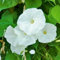 SEMI FIORI PIANTA RAMPICANTE CAMPANELLA IPOMEA BIANCA GAZEBO AIUOLE VASO SEEDS SEMILLAS GRAINES SEMEN